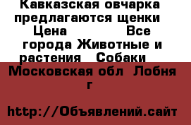 Кавказская овчарка -предлагаются щенки › Цена ­ 20 000 - Все города Животные и растения » Собаки   . Московская обл.,Лобня г.